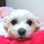 까칠갱미곰00
